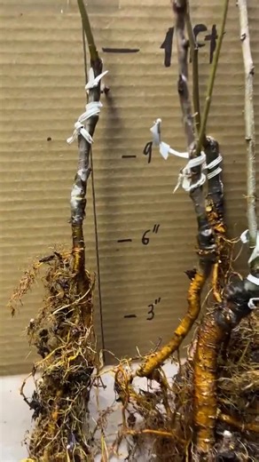 22-26” Tall Jonagold Apple Tree Grafted 1 Year Old Bareroot - Etsy