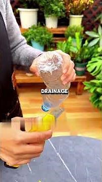 How to Grow Plum Cuttings Successfully#gardening #plants #plantcare #cuttings#propagation