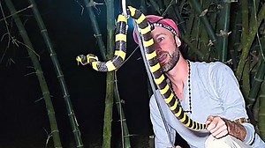 Most Stunning Deadly Snake: Behold the Banded Krait