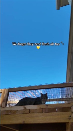 Plenty of fresh air here!! 😻🐾 #cat #catpatio #catenclosure #catio