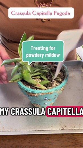 After two near-deaths, this is how I treat powdery mildew on my succulents 🌿 Sulfur to the rescue (again), as neem oil usually kills the plants as well. #powderymildew #succulents #succulentcare #plantpestcontrol #fyf