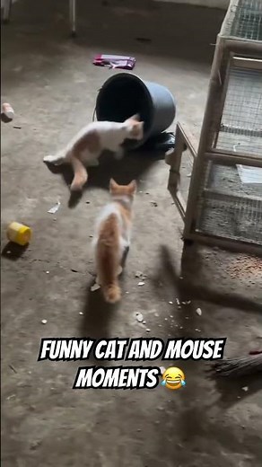 Epic Cat and Mouse Chase #shorts #america #fails #cat #mouse
