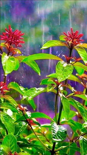 American Robin Singing in Rain | Real Backyard Bird Sounds | Relaxing Rain Ambience USA