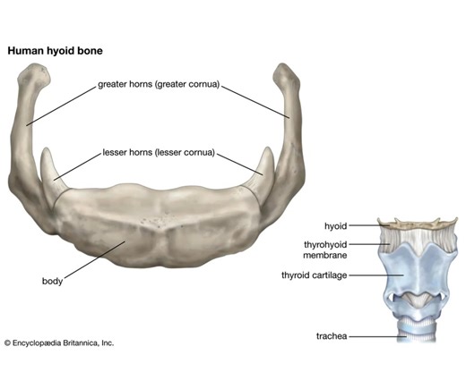 Hyoid bone is the only bone in the human body that doesn’t connect to any other bone. | Science Stories