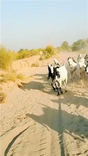 Amazing Footage: Goats Climbing on a Near-Vertical Dam | National Geographic