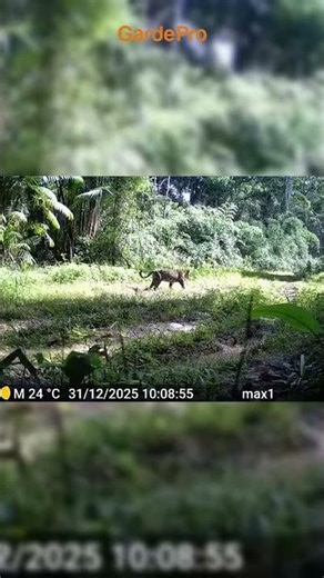 The speed king of the African savanna. 🐆