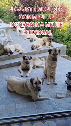 La meute en mode file d'attente au restaurant #fyp #pourtoi #dogsoftiktok #kangal #grandchien