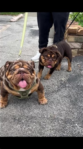 Mom and Pops: The Story of My English Bulldog Family