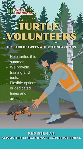 We are looking for volunteers to help turtles. We provide training and tools. Volunteers can be casual, on call, or on regular schedules to: 🐢 Help nesting mom turtles 🐢 patrol roads or be a turtle crossing guard 🐢 monitor wetlands And new this year: we are looking for senior volunteers/junior scientists to help us with research and our incubation program. Check out our linktree or go to: https://www.turtleguardians.com/volunteering/ #savetheturtles #turtlelove #communityvolunteer #volunteerf