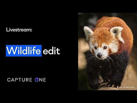 Capture One 21 Livestream: Quick Live | Wildlife Edit