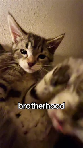 𝐚𝐝𝐝𝐲 (@mastershakester)’s videos with original sound - Love Marie