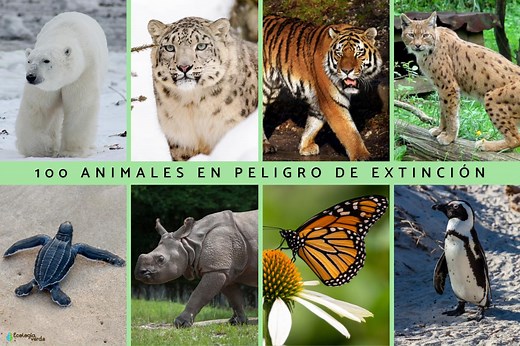 100 animales en peligro de extinción - Lista 2025 y vídeo