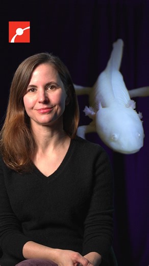 Can axolotls help teach us how to regenerate limbs in humans? Axolotl limb regeneration starts with a blastema. If scientists can understand the steps of blastema formation, they could learn how to regenerate limbs in other species! #Axolotl #Animal #Biology #Science #LimbLoss #WomeninSTEM | Museum of Science, Boston