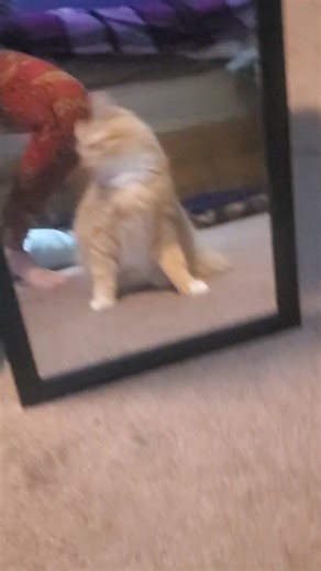 Adorable Wobbly Cat Rocking Moments