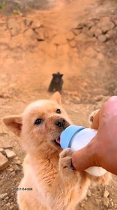 Cute puppies drinking milk 🍼🍼😋😋!! #puppy #puppies #puppiesofinstagram #puppylove #milkshake #baby #Amazing #asmr #ad #animals #art #dogsofinstagram #reelsviralシ #reelsfypシ | Zoomies