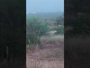 àrcturians are breeding humans out