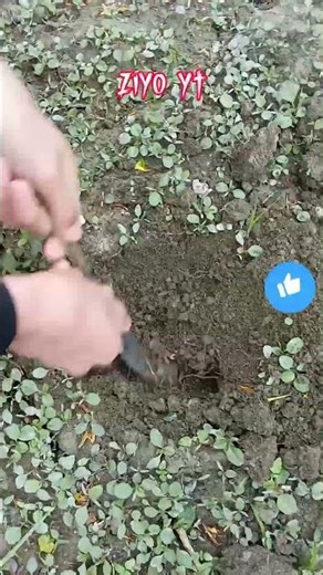 Fork Digging Challenge – Who Can Dig Deeper? 😱