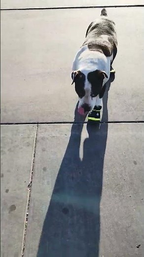 Arcadia trail doge boots