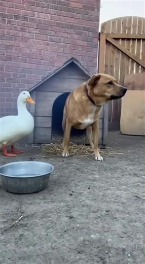 Duck Brings Fire Stick to Sleeping Dog — Shocking Explosion Prank in Realistic AI Footage