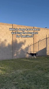 32K views · 969 reactions | Who’s calling your name?  This amazing group of long-time residents have $0 Adoption Fees! ✨ Walk-ins are always welcomed, so come visit us in person to meet them!  Stanislaus Animal Services Agency3647 Cornucopia Way Modesto CA #modestoca #modesto #stanislauscounty #adopt #animalshelter #adoptme #adoptadog #adoptdontshop #shelterdog #shelterdogs | Stanislaus Animal Services Agency | Facebook