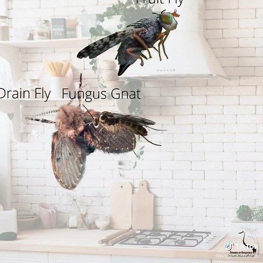 🤯 Why Are There So Many Tiny Flies in My House? (PNW Fly ID & Control)