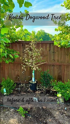 Found this K.Dogwood Tree in Walmart’s clearance section for $15 and we rehabbed it back to health!