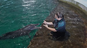 Doris, estimated to be 28 years old, is the matriarch among the new rough-toothed dolphins that arrived from Panama City. When she got to Clearwater Marine Aquarium in June, she was welcomed by a familiar face, Kelsey Fisher, a senior animal care specialist who had previously worked with Doris for over a decade! Having a strong relationship with each dolphin allows our animal care team to build trust and make sure the dolphins are comfortable working together when they practice husbandry behavio