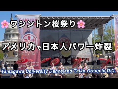 [American Reactions] Tamagawa Gakuen, a regular at the Washington Cherry Blossom Festival 🌸 Cherr...