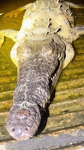 26K views · 739 reactions | Looking for a 20 foot python in the Florida Everglades! #tiktok#viral#florida#everglades#wildlife#vi | Fishingarratt | Facebook