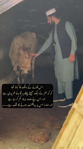 Pregnancy Testing in Cows Explained