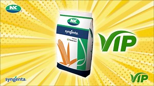 Pssst! Alam mo bang pag ikaw ay nagtanim ng NK VIP, tiyak na mahimbing ang tulog mo araw man o gabi? Ating alamin kung 𝐛𝐚𝐤𝐢𝐭 𝐦𝐚𝐲 𝐕𝐈𝐏 𝐭𝐫𝐞𝐚𝐭𝐦𝐞𝐧𝐭 𝐚𝐧𝐠 𝐦𝐠𝐚 𝐧𝐚𝐠𝐭𝐚𝐧𝐢𝐦 𝐧𝐠 𝐍𝐊 𝐕𝐈𝐏 mula sa ating paborito na si Ka-Agring Ruben Gonzaga! 👨‍🌾🌽🛡️ Panuorin ang video sa ibaba 👇 #NKVIP #VIProtekTODO #TiwalaSaNK | Syngenta