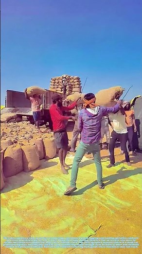 Passing the Harvest: The Human Conveyor Belt That Fuels a Village