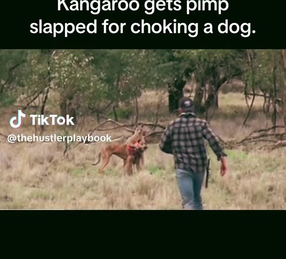 Jack Boxes Kangaroo: A Hilarious Showdown