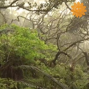 30K views · 1.3K reactions | Do Nothing For Two Minutes Take a minute, turn up the volume as we take you to the Waikamoi Preserve on the Hawaiian island of Maui - a tropical rainforest that's home for rare plants and colorful birds. Videographer: Jamie McDonald. https://cbsn.ws/3d4eIka | CBS Sunday Morning | Facebook