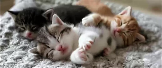 The cutest cat in the world#Mothercat #kittenslove #gentlecare #cat