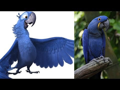 Rio 2 Characters in Real Life ALL CHARACTERS
