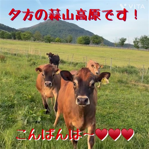 夕方の蒜山高原、ひるぜんジャージーランド