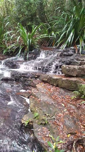 Hiking Twin Falls Springbrook National Park Qld, #antscarnage, nice little off the beaten track find
