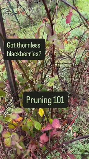 Redwood Seeds on Instagram: "Wondering how to prune your blackberries? Check out this short video! This is an annual garden job that I have grown to enjoy. Especially because I know the reward is so sweet each summer! #organicfarm #blackberries"
