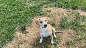 Lil Cassie learned Sit! She’s so smart, extremely attentive & playful! Refer to savethetails.org to download an application. | Save the Tails, Inc