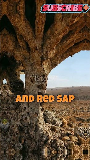 Socotra Island 🏝️🌿 | Earth’s Alien Garden Explained #UniqueBiomes #Nature