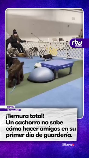¡El primer día siempre es difícil! 🐾 Este tierno cachorro se volvió viral al mostrar sus nervios y no saber cómo hacer amigos en su debut en la guardería canina. Una escena cargada de ternura que nos representa a todos en situaciones nuevas. #Mascotas #Viral #Perros #RTU