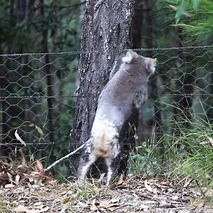 Giving a helping hand to this stuck koala 🐨 | MetDaan Fashion