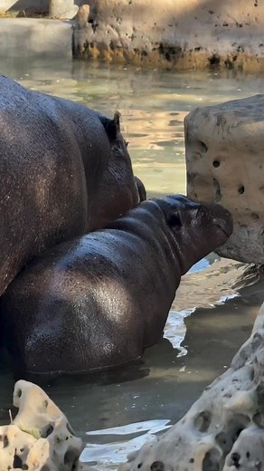 Who knew a hippo could be this adorable? 🦛💚 Meet the pygmy hippo—a rare, gentle, and surprisingly shy creature that's captured hearts at Tanganyika. This isn't just another animal at the zoo. It's a chance for your family to discover something extraordinary together. 💡 Learn how these tiny hippos differ from their giant cousins 🛁 Hear what they love (hint: it's not swimming!) ❤️ Connect through stories from the people who care for them daily If your kids love animals and you're craving somet