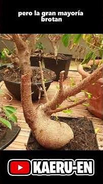 Cuando tu bonsai parece que está muerto pero no