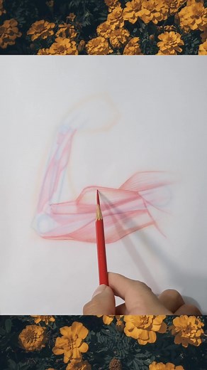 Recomendaciones de Libros de Anatomía para Dibujar