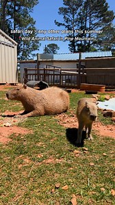 3.3K views · 22 reactions | Summer at the Safari is here! Don't miss your chance for an unforgettable Capybara Encounter – book your spot today! | Wild Animal Safari | Facebook