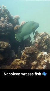 4.7K views · 140 reactions |  *The majestic Napoleon Wrasse: a true...