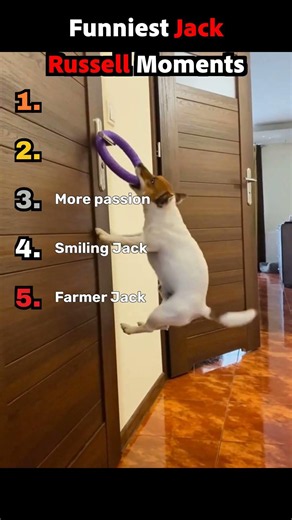Top 5 Funniest Jack Russell Moments 😂🐶