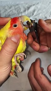 9.4K views · 57 reactions | How to Trim Parrot_s Beak | Beauty of Nature | Facebook